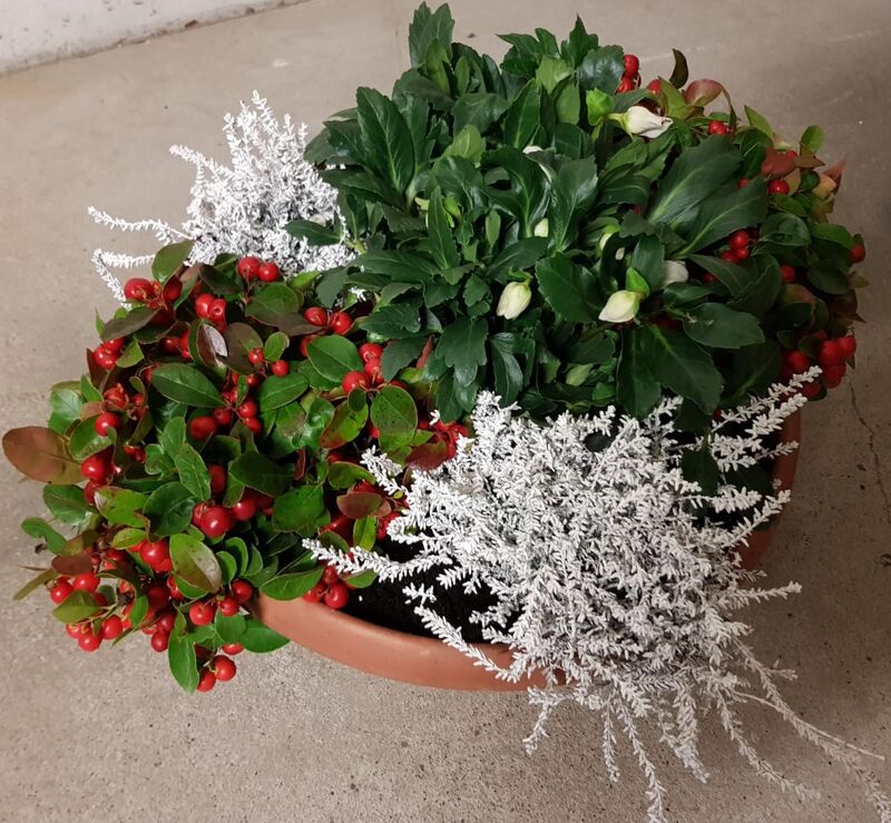 Pflanzschale winterlich