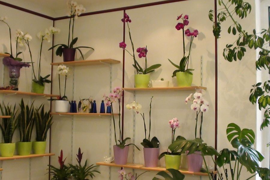 Orchideen und Topfpflanzen im Ladengesch&auml;ft von Blumen Cornielje