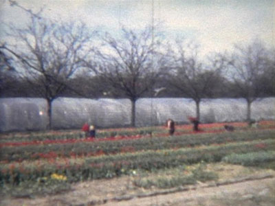 Mitarbeiter auf den Blumenfeldern